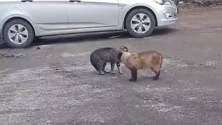fierce fight of cats