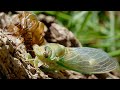 Cicada Molting Exoskeleton Time-lapse | @Sony RX10III + @GoPro