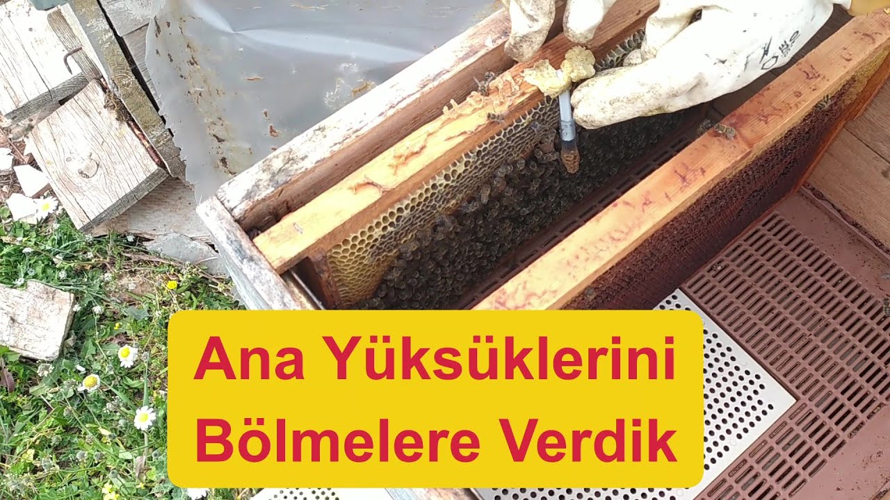 Kovan Sayımızı Arttırıyoruz. #Enjektör yöntemi anaarı üretimi#arıcılık #beekeeping#anaari #queenbee