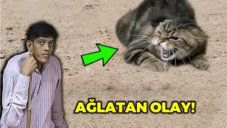 Fakir Çobanın Bir Kedi Sayesinde Nasıl Milyoner Olduğuna İnanamayacaksınız... Çok Büyük Bir Mucize