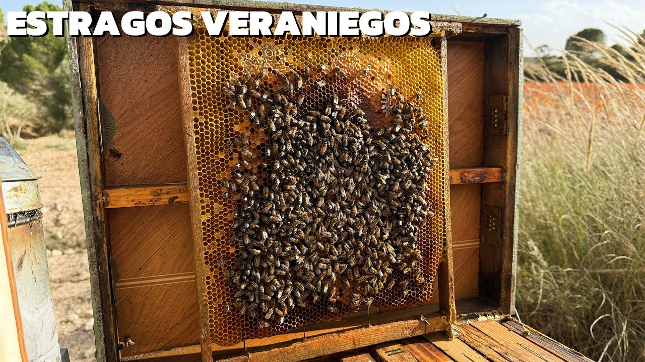 🐝 La dura realidad del verano 🥵: colmenas sin reina y zanganeras