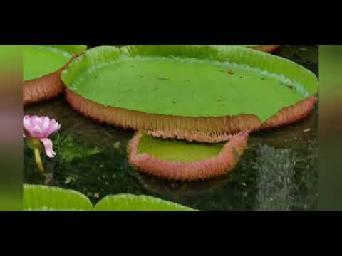 Lady Economist Travel: MAURITIUS Botanical Garden in Pamplemousses