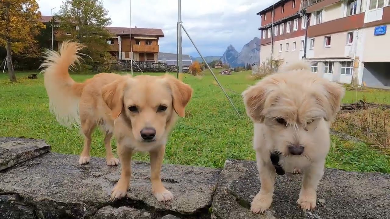 Alpine Dog Walk Part 3 / Quiet Mountain Trail (Relaxing Music, no talking)