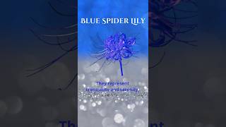 Blue Spider Lily Symbolic Meaning they represent tranquility and serenity. 💙 Click link in bio!!!