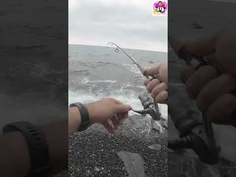 4,5 gr Raglou Silikon iş yapıyor #fishing #temu #fish #balık #deniz #spearfishing #balık