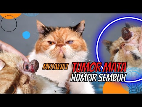 Video: Tumor Mata Pada Kucing