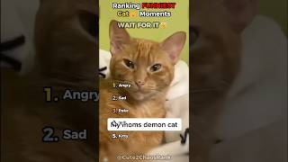 Ranking the FUNNIEST Cat Clips Pt. 86! 😸💖#animals #pets #funny #cat #ranking