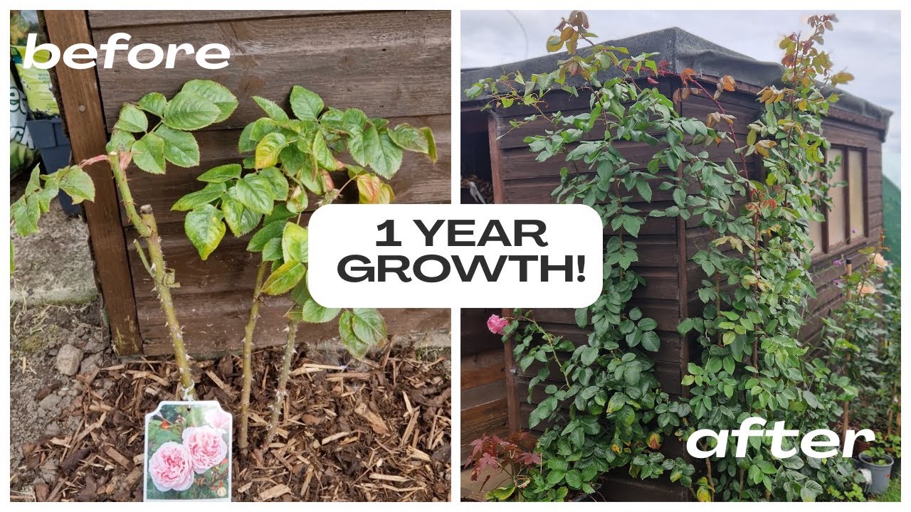 Fastest Growing Roses My Top 13 FASTEST Growing Roses (You NEED These for a Thriving Garden ...