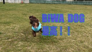 ホテルビワドッグ 愛犬と一緒に泊まれるホテル Youtube