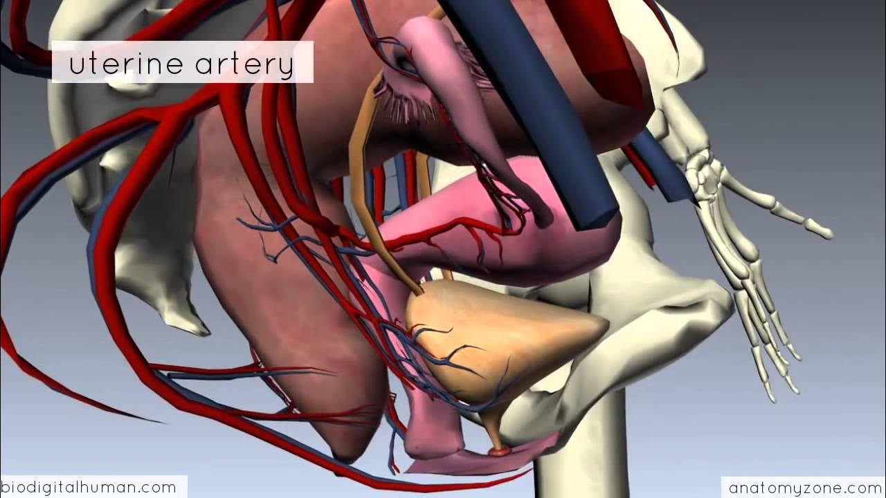 Anatomie d une chute