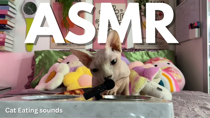 Video 11876251: sphynx cat eating, cute cat eating sounds, cat loves eating