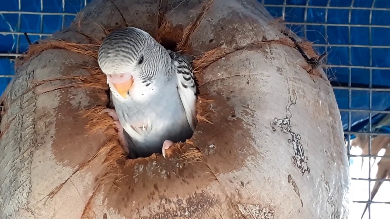 Deborah's baby/ her first clutch/ so beautiful/ color grey?/ there are 3 more babies inside the nest