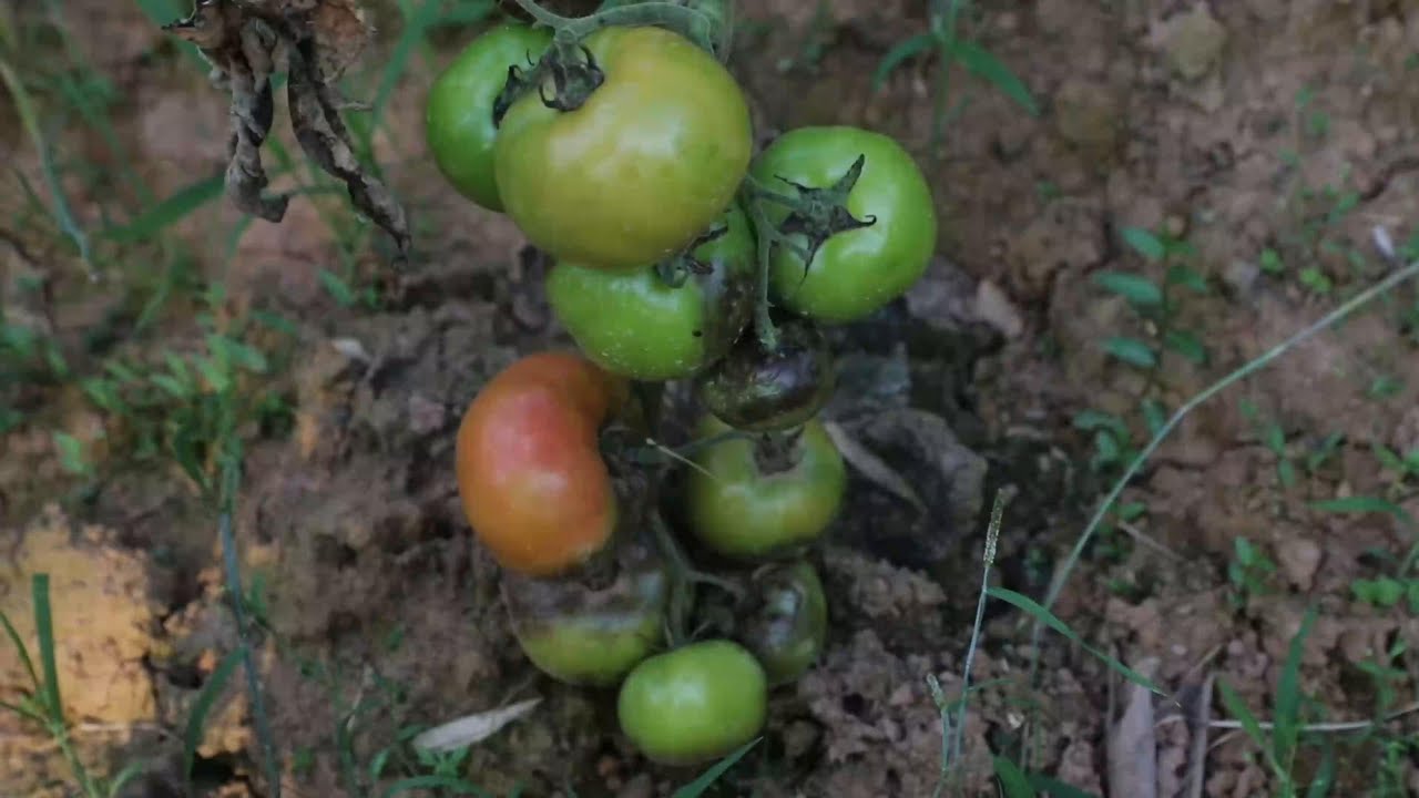 把生病的番茄打理好了，摘点新鲜的四季豆回家。#我的乡村生活 #谁的种地dna动了 #幺妈和幺叔