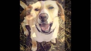 Shot - Nejlepší Pes Na Světě