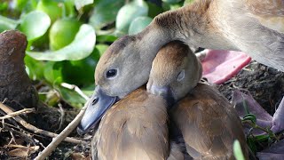 Black-Bellied Whistling Ducks Protect Ducklings from Aggressive Pekin Ducks and Ibis