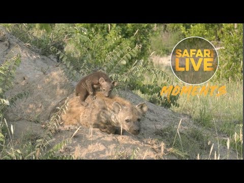 wildearth coupon Djuma Hyena Cubs Have Playtime With Mom