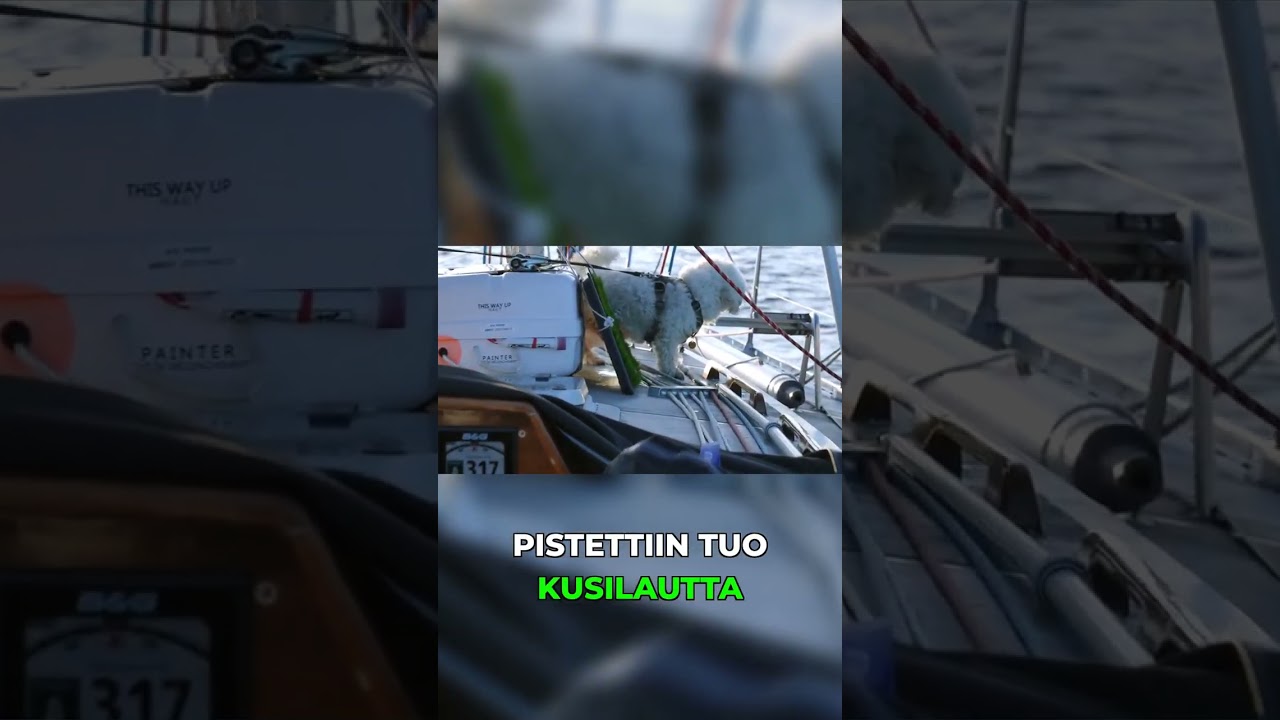 Koiran jättipissa purjeveneellä - kusilauttatoimintaa