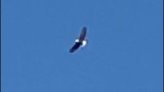 Bald Eagle over Orland Park!