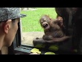 Baby Orangutan LOKI 11 - Loki and customer are playing together.