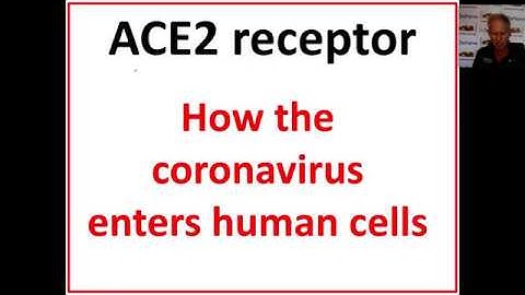 ACE2 receptor - how the coronavirus enters human cells