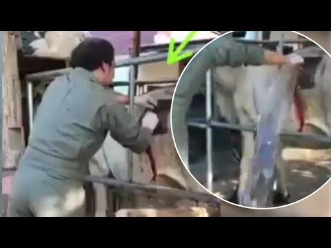 Air Mengucur Deras saat Petugas Cucuk Perut Sapi Gelonggongan