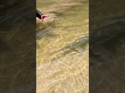 Man Catches Gar by Hand and Pays The Price! Slashed and Gashed on the Release! #shorts