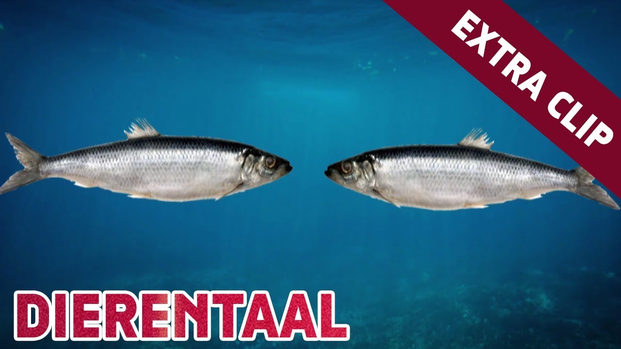 Hoe praten dieren met elkaar? - Extra clip - Studio Snugger - YouTube