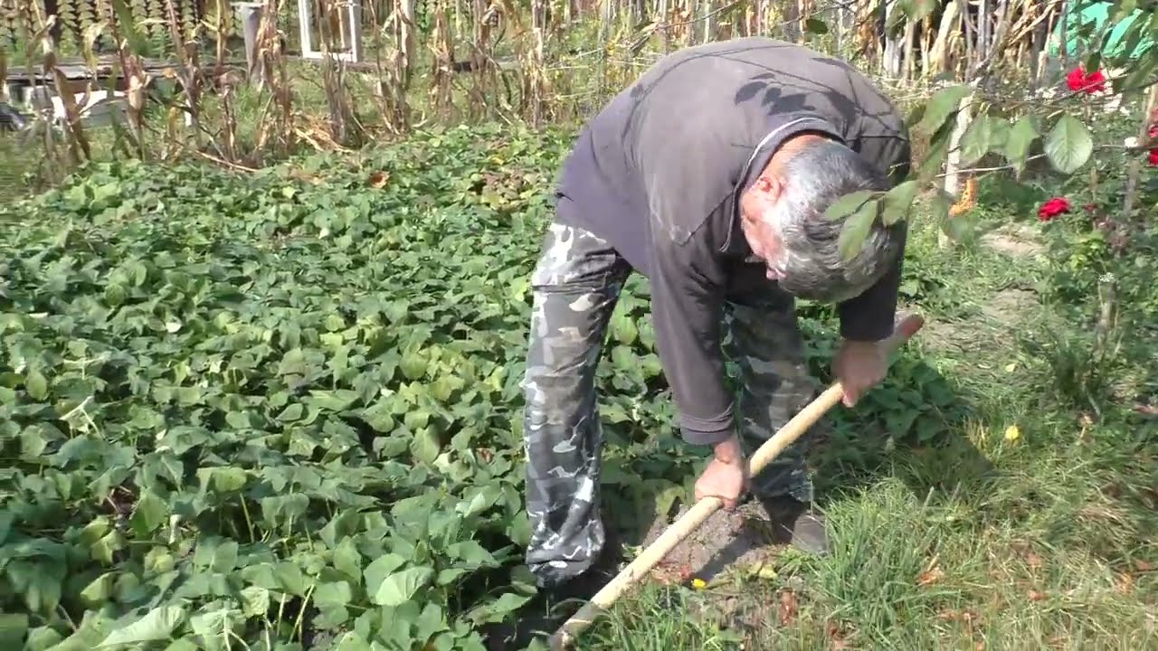 БАТАТ ..урожай 2025 года  !! Последствие холодного Мая !!!