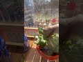 Greenhouse with corrugated polycarbonate clear panels