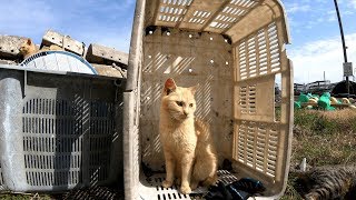 【猫島】純粋無垢な子猫が見ている前で・・・