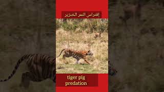 افتراس النمر الخنزير tiger pig predation shorts