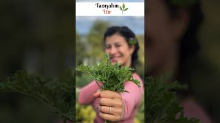 Tanışalım Itır 🌿 Resimi