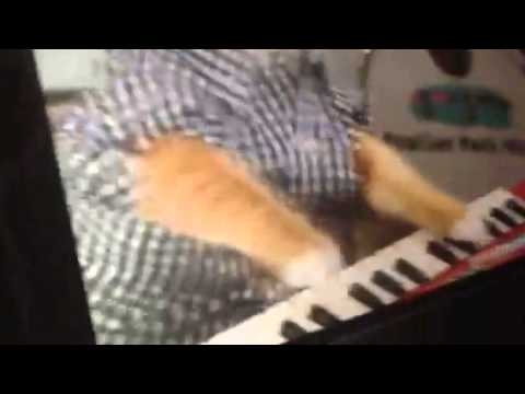 KEYBOARD CAT 96 TEARS Moving