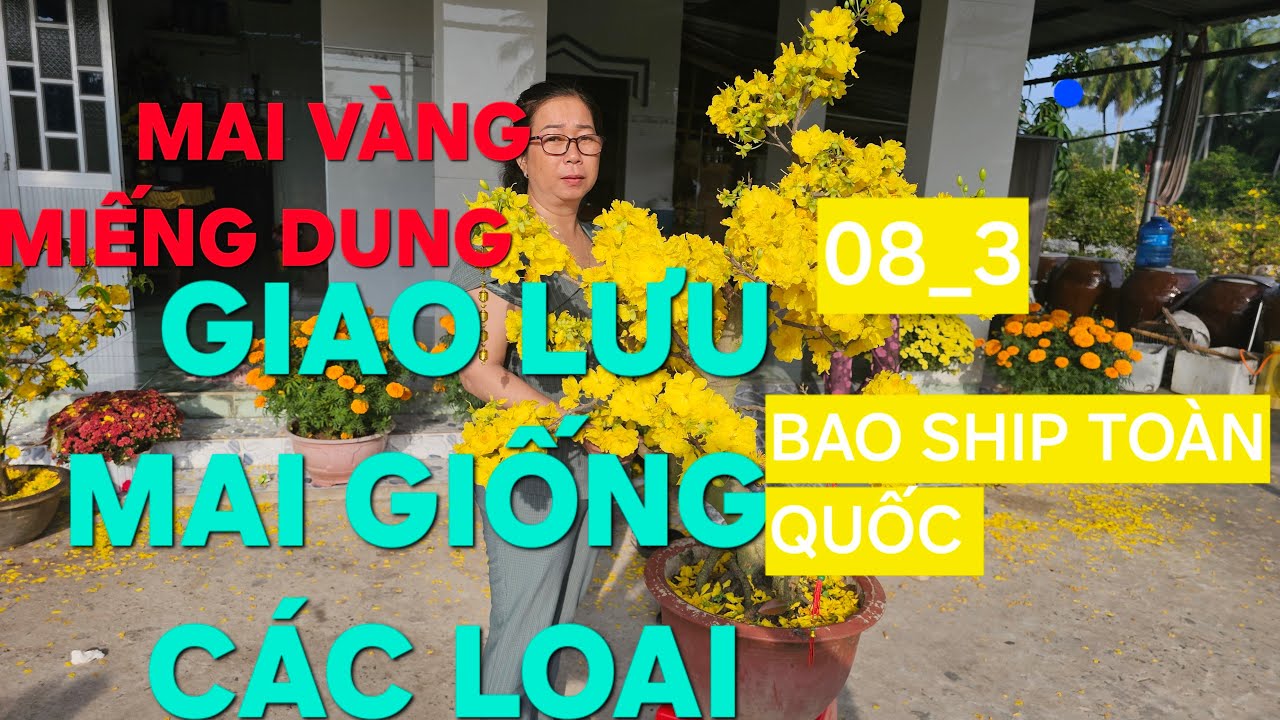0366 048 123 MAI VÀNG MIẾNG DUNG GIAO LƯU MAI VÀNG CÁC LOẠI
