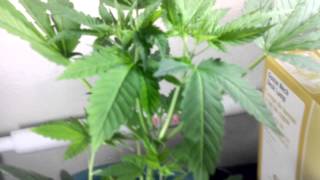 End of week 4update starting flower/shout outs