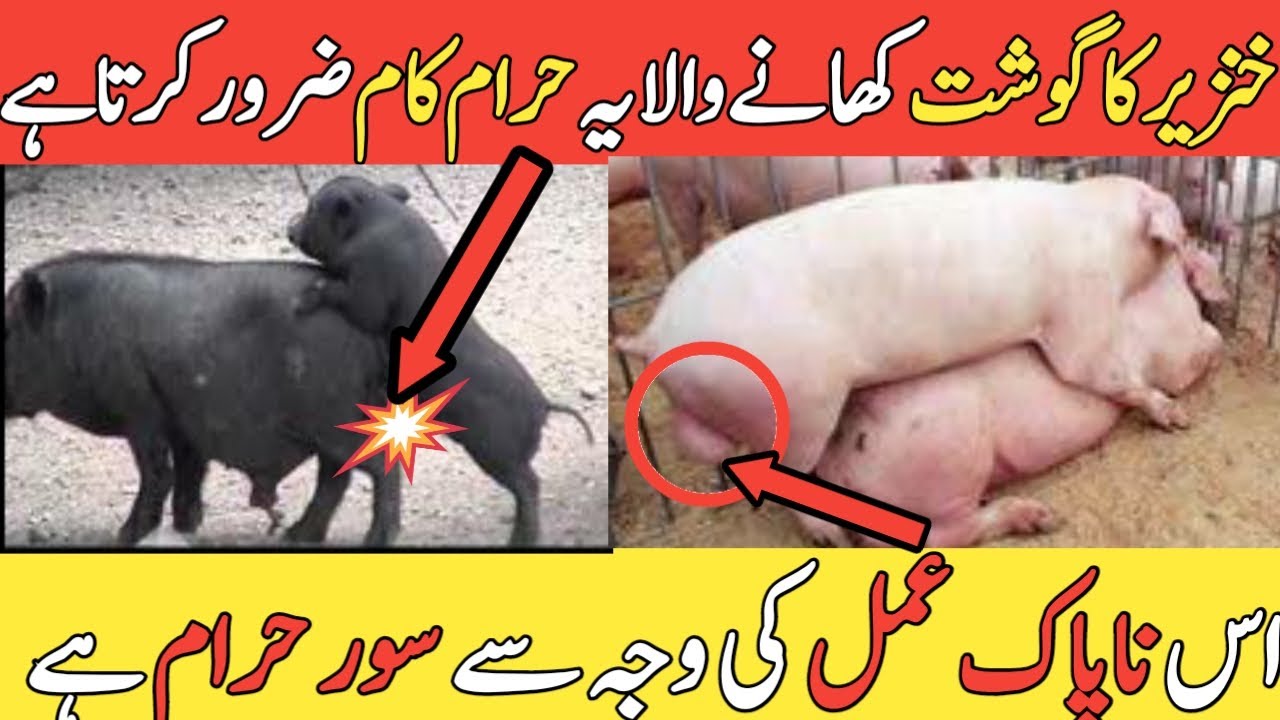 Pig khanzeer why pig is haram in islam اسلام میں سور کیوں حرام ہے