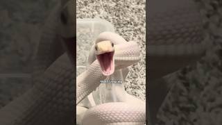 tofu does not want to leave his bath #pets #animals #reptiles #snakes #silly