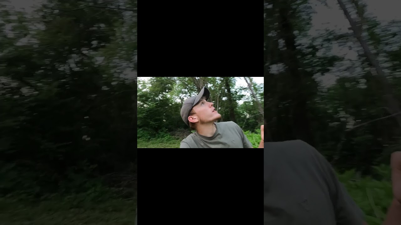 Learning about Persian lilac 