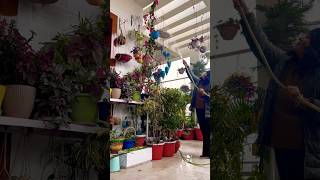 Download Lagu Balcony garden#plants #garden #gardening #balconygarden #homegardening #gardenplants MP3