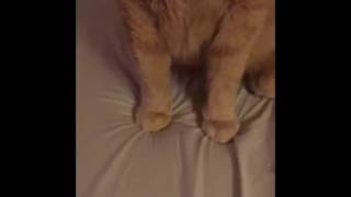 Classically Conditioning My Cat