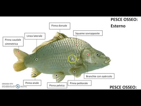 Video: Organo Di Linea Laterale In Pesce