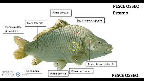 Come si chiama lo scheletro di un pesce?
