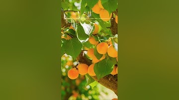 ما معنى الكلمات [قضبا°غلبا°أبا] من سورة عبس