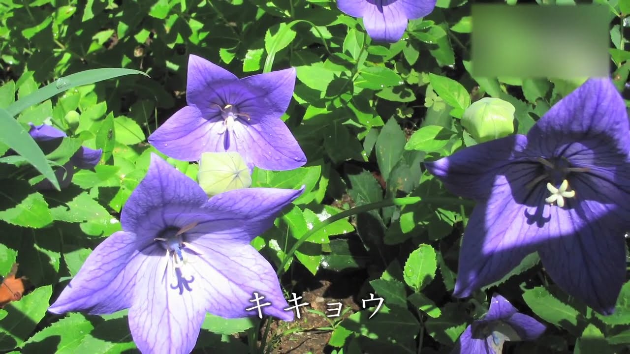 殿ヶ谷戸庭園 - 地域情報動画サイト 街ログ
