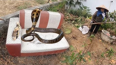 Cuộc Gọi Khẩn Cấp Bà Lão Rùng Mình Khi Phát Hiện Trong Khu Nhà Có Con Rắn Quá To | Đại Vùng Cao 