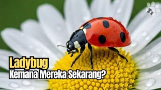 Kumbang Koksi Pelindung Alami Tanaman Yang Sekarang Mulai Pudar