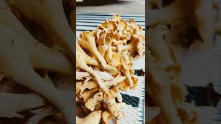 Chanterelle in season.