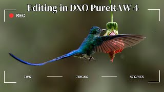 Editing in DXO PureRAW 4 @ExperienceWildlife