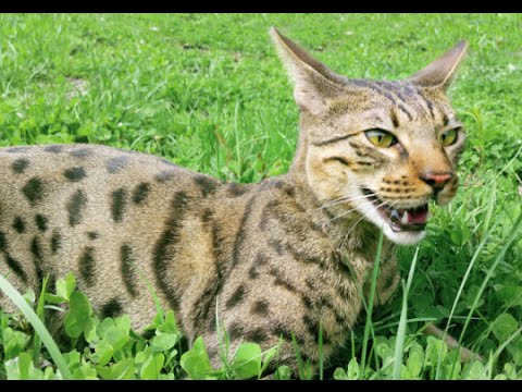 savannah cat playing outside 