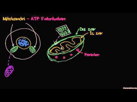 Video: Mitokondri kloroplast ile nasıl çalışır?